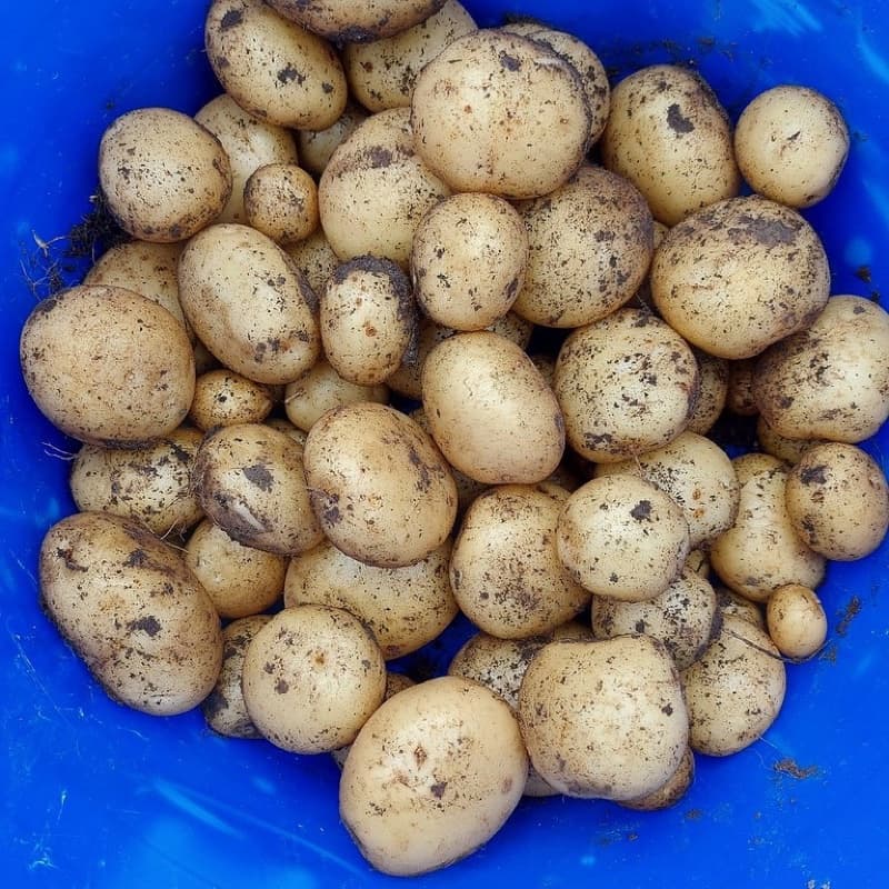 Fresh Potato