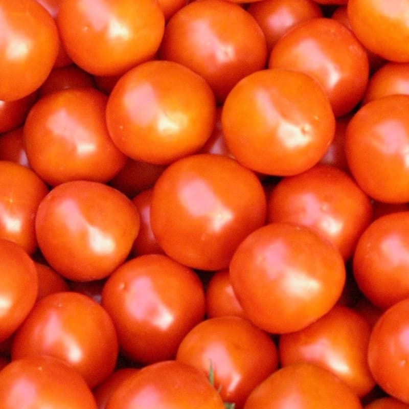 Fresh Tomato (Hybrid)