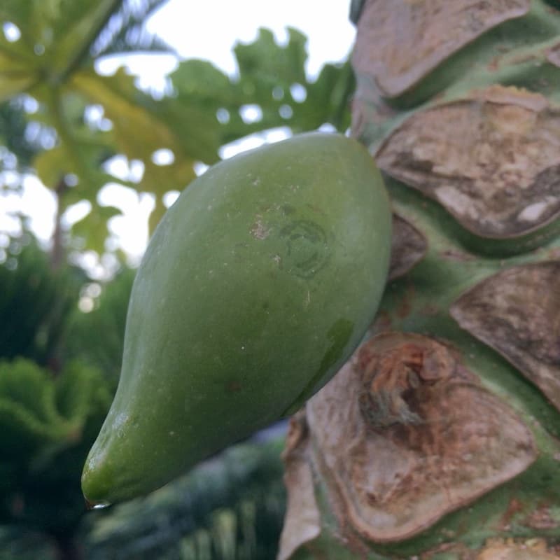 Papaya (Semi-Ripe)
