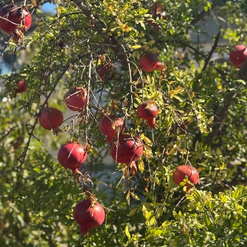 Pomegranate